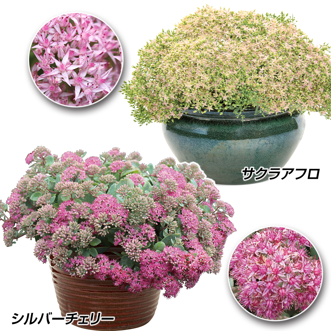 花苗 セダム モコランドセット 2種2株