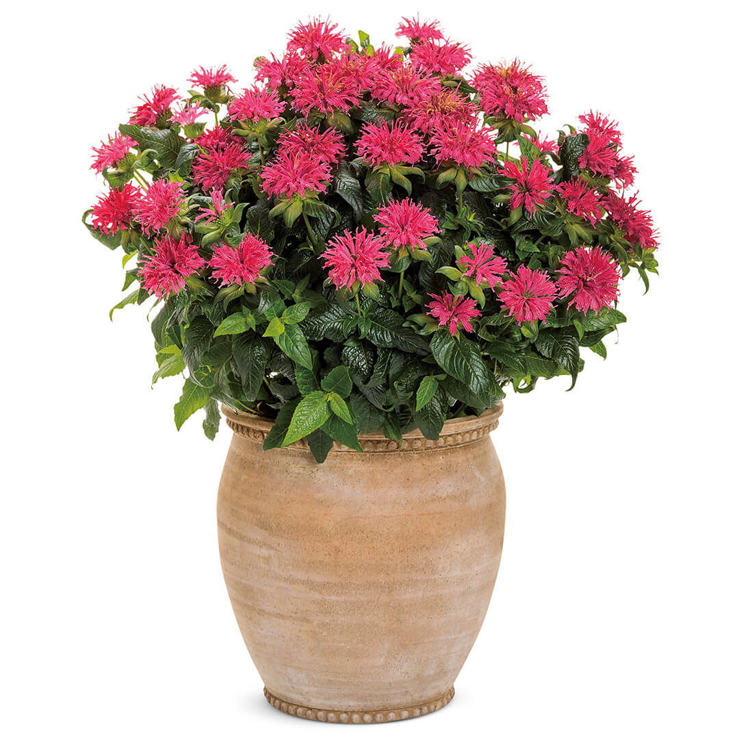 花苗 モナルダ フォーグ ローズ 品種登録出願予定 1株