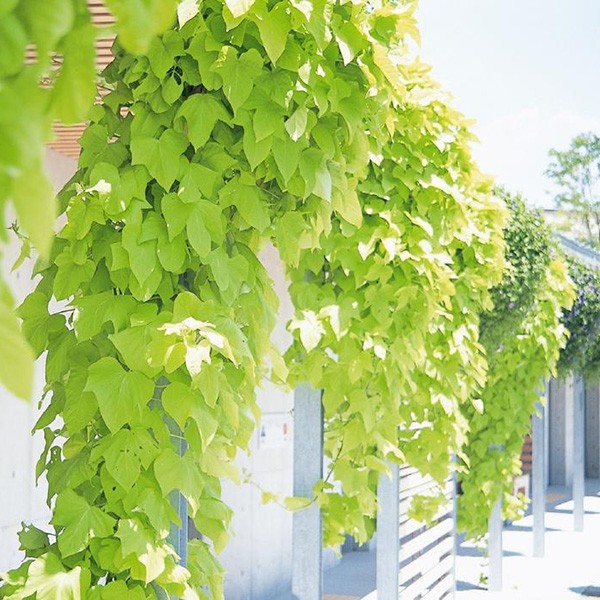 花苗 イポメア テラスライム(R)