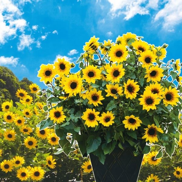 花苗 ヒマワリ サンビリーバブル ブラウンアイガールPVP 2株