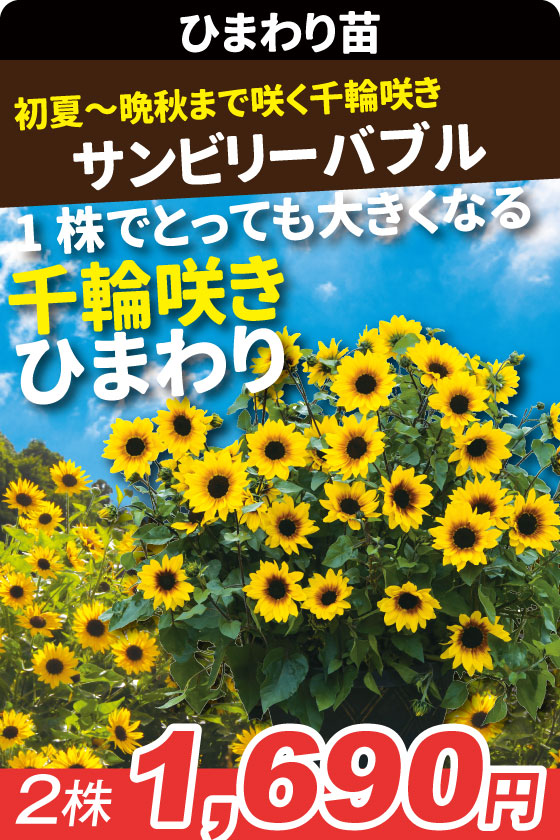 花苗 ひまわり サンビリーバブル ブラウンアイガール