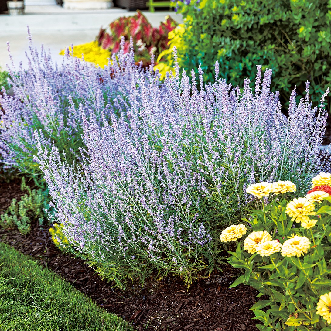 花苗 ロシアンセージ デニムレース 1株