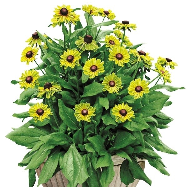 花苗 ルドベキア アーバンサファリ フォレストグリーンPVP 1株