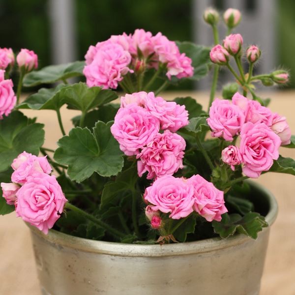 花苗 ゼラニウム ディープミルフィールドローズ 品種登録出願中 2株