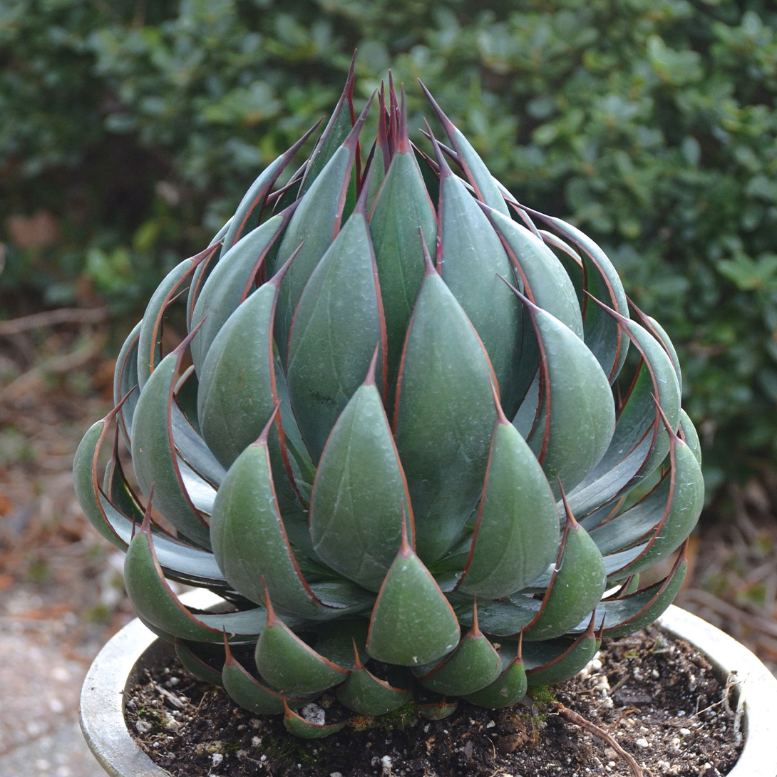 花苗 多肉植物 マンガベ プレイングハンズ 1株