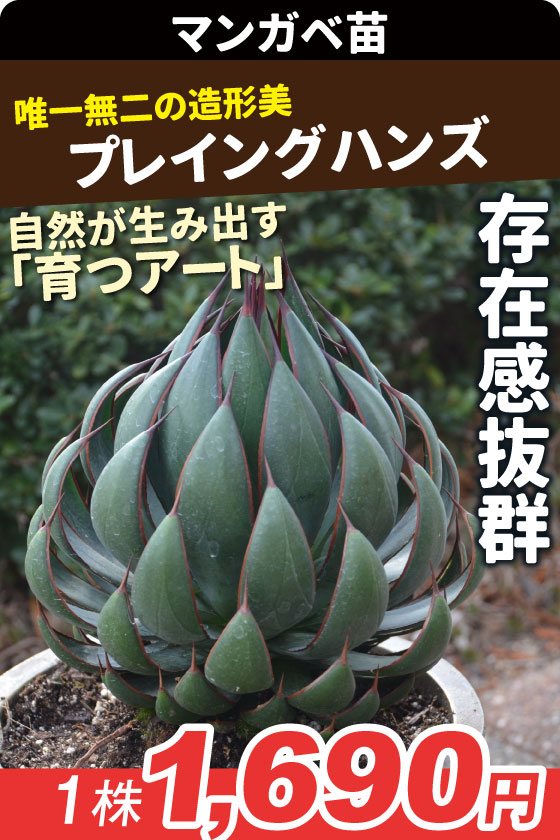 花苗 マンガベ プレイングハンズ