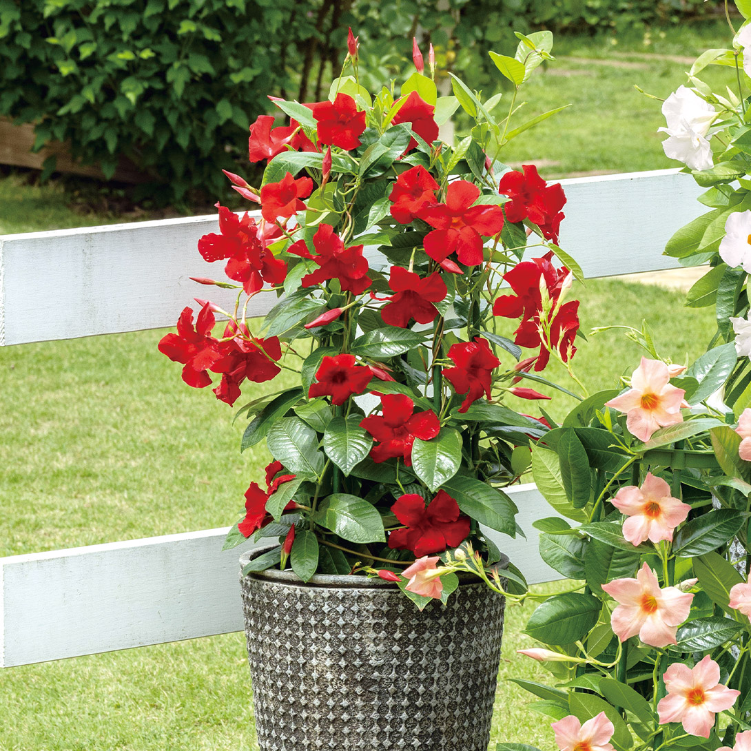 花苗 クライミングサンパラソル レッド 品種登録出願中 2株