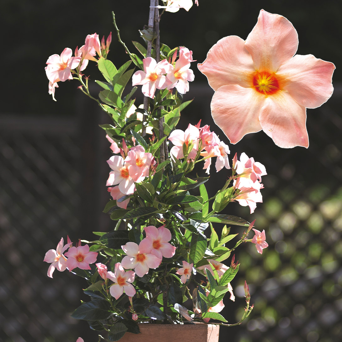 花苗 クライミングサンパラソル ピーチオレンジ 特許取得花色 2株