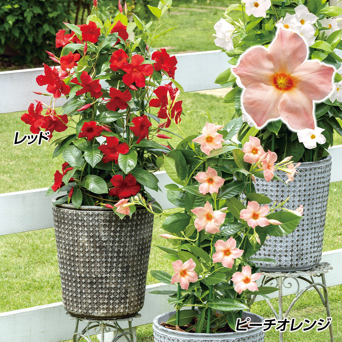 花苗 クライミングサンパラソルRセット 2種2株