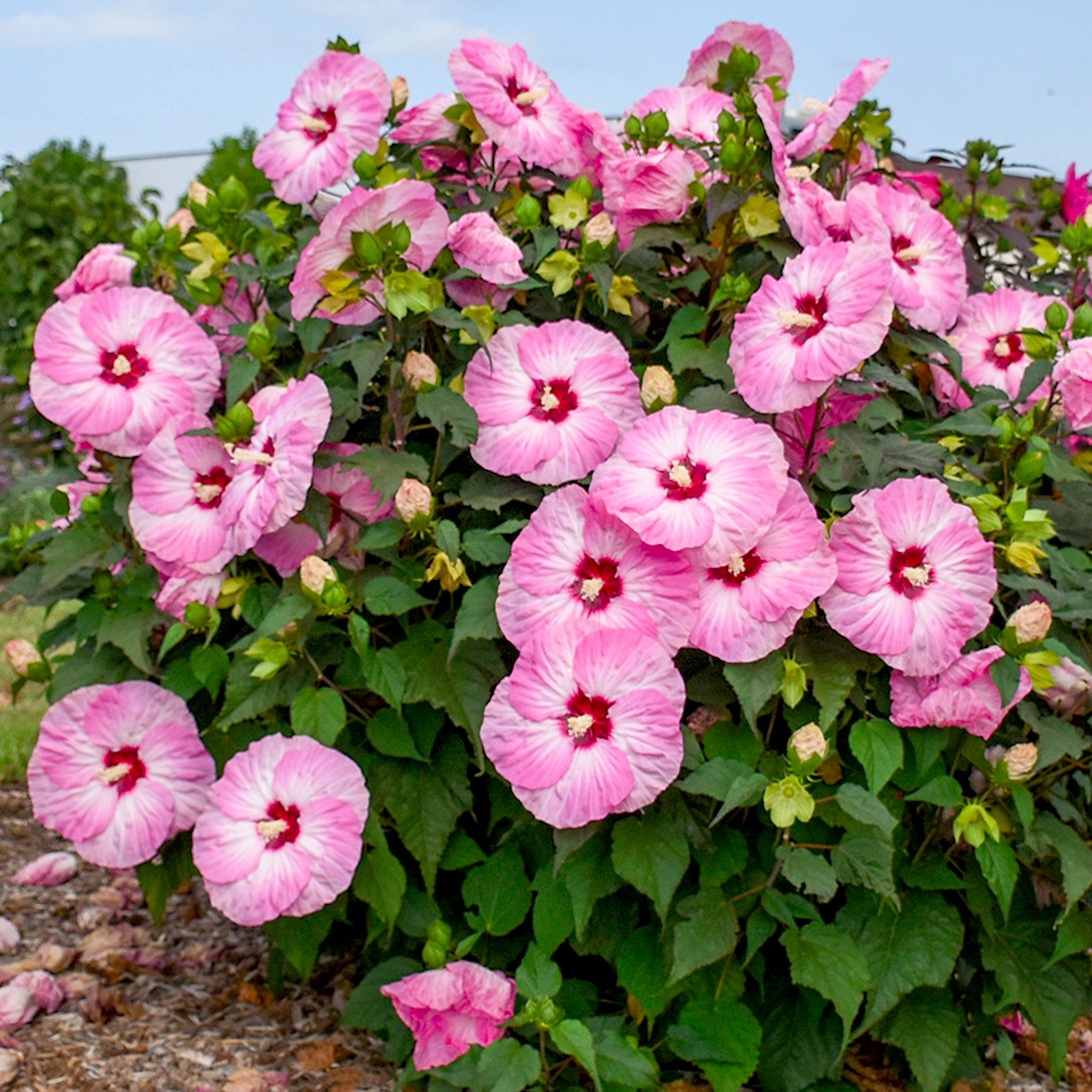 花苗 ハイビスカス サマリフィック ストロベリーマーブル 品種登録出願中 1株