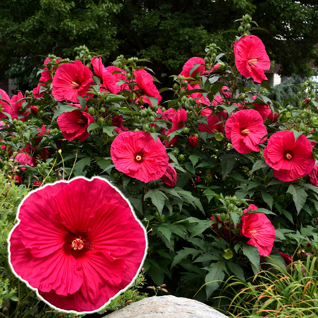 花苗 ハイビスカス サマリフィック ルビーパラソル 1株