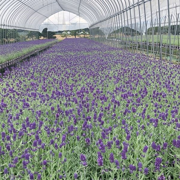 花苗 ラベンダー アロマティコ 3株