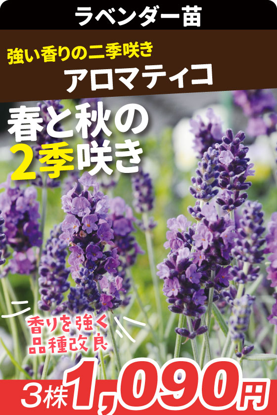 花苗 ラベンダー アロマティコ