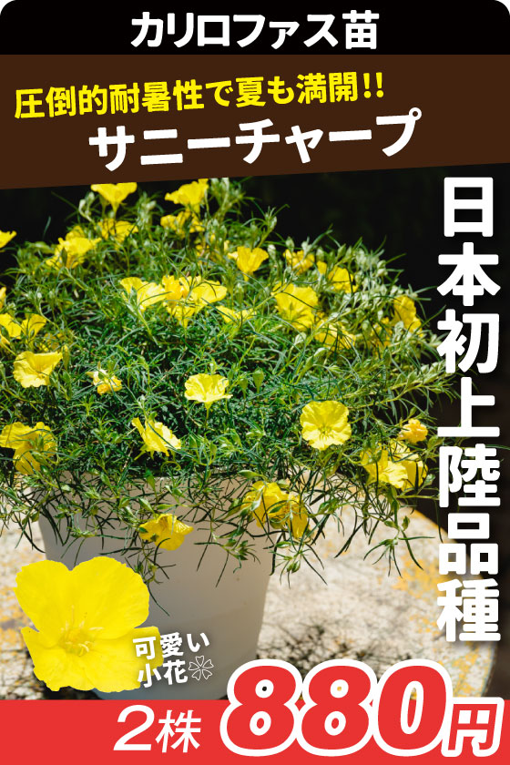 花苗 カリロファス サニーチャープ