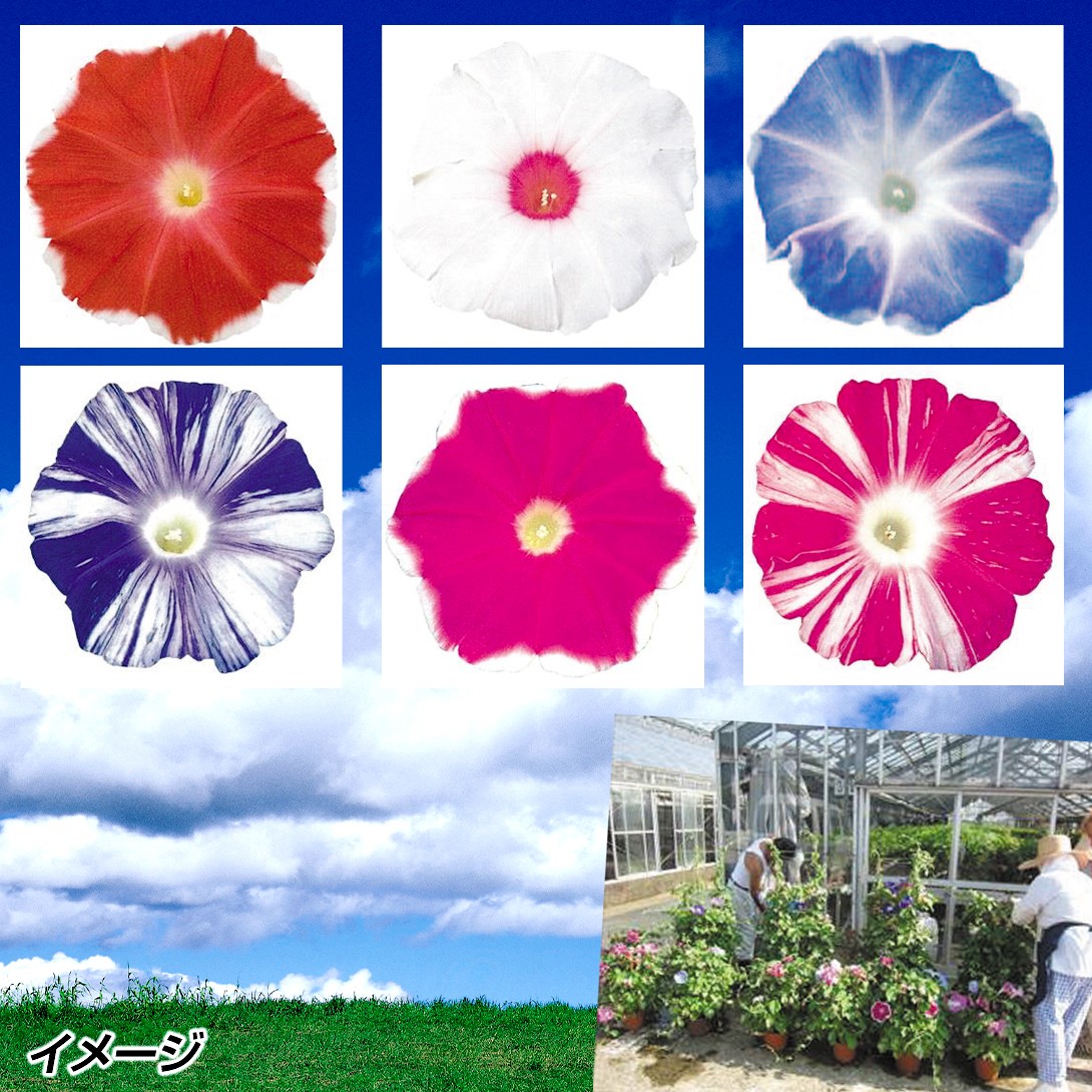 花苗 アサガオ ご当地朝顔おまかせミックス (無選別・名称付き)