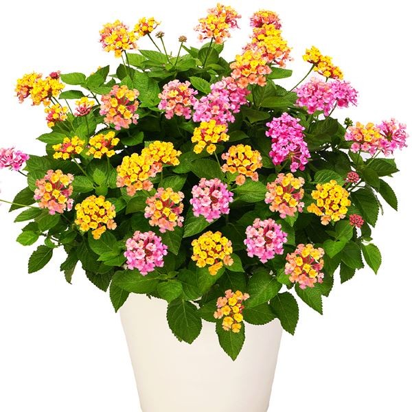 花苗 スーパーランタナ トロピカルサンセットPVP 2株