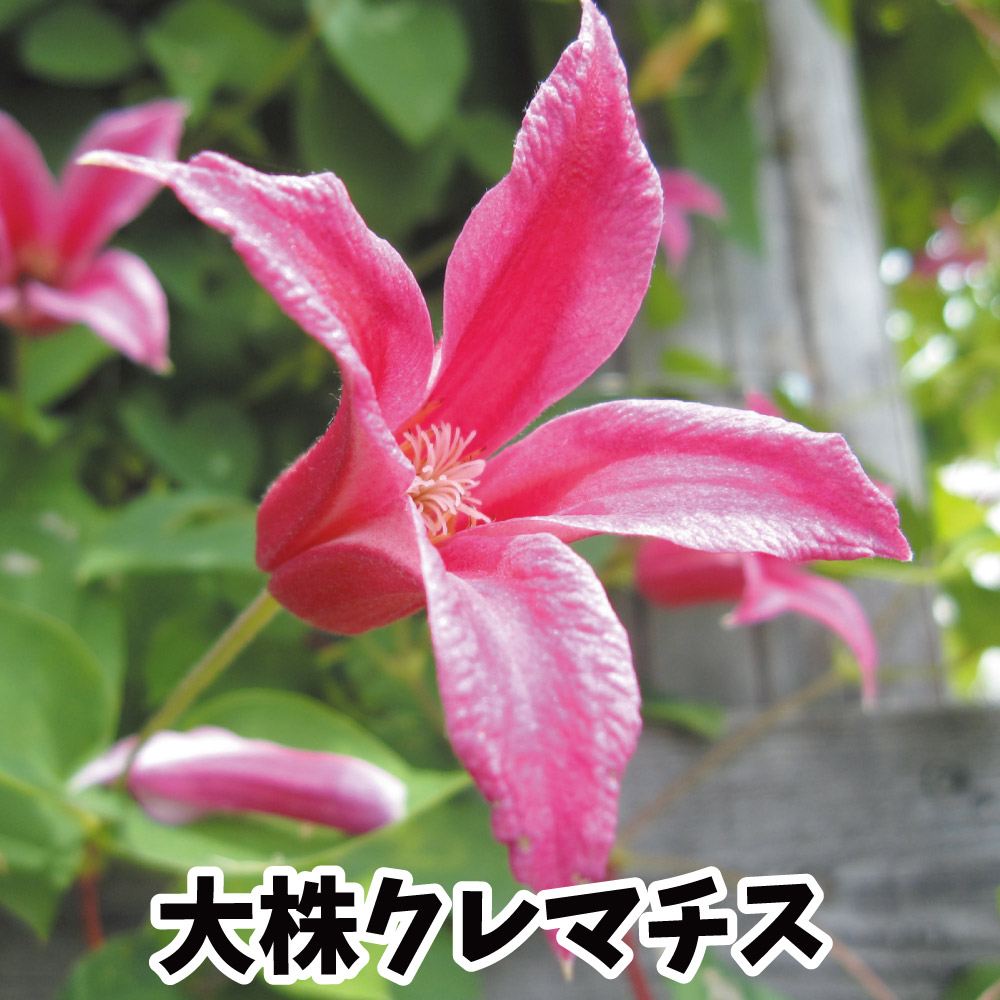 花苗 クレマチス 大株3年生クレマチス プリンセス ダイアナ 1鉢