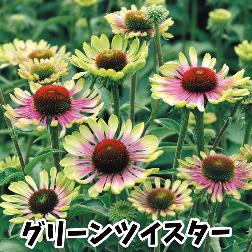 花苗 エキナセア グリーンツイスター 2株