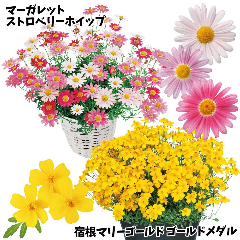 花苗 人気の花苗お試しセット 2種2株 送料無料