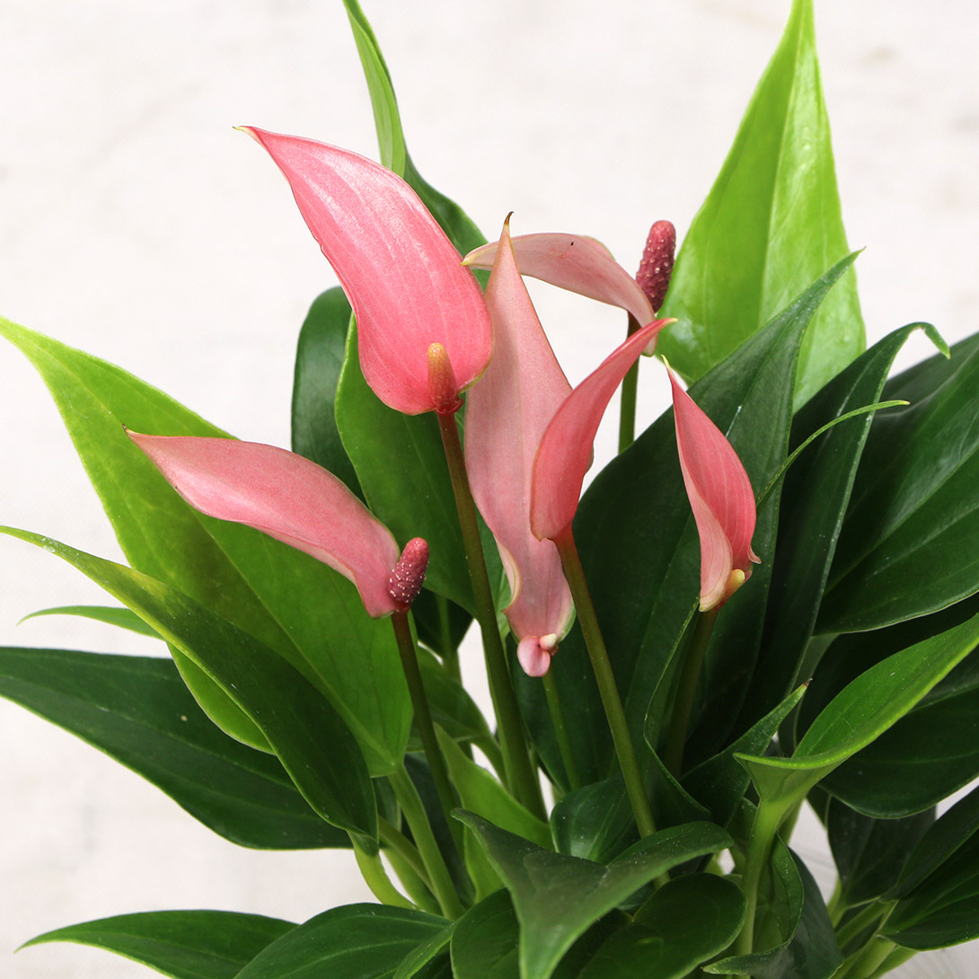 花苗 ミニアンスリウム リリー 1株