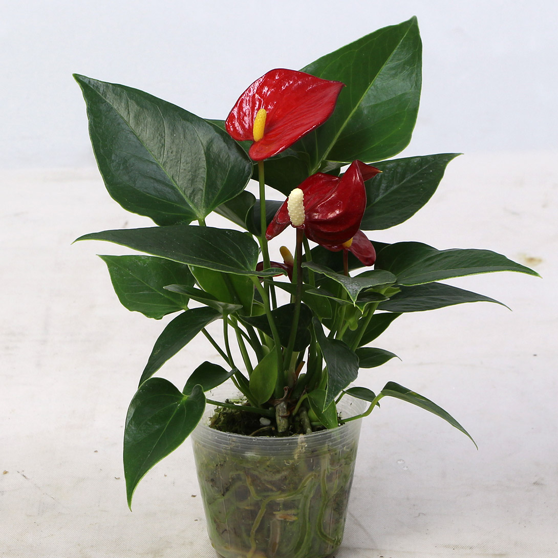 花苗 ミニアンスリウム ミクラ 1株