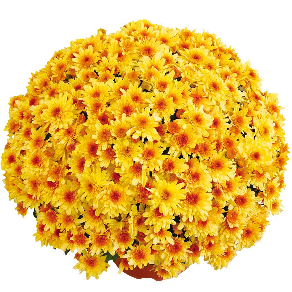 菊苗 ビッグドーム菊 ゾーラ ミエル外 送料無料