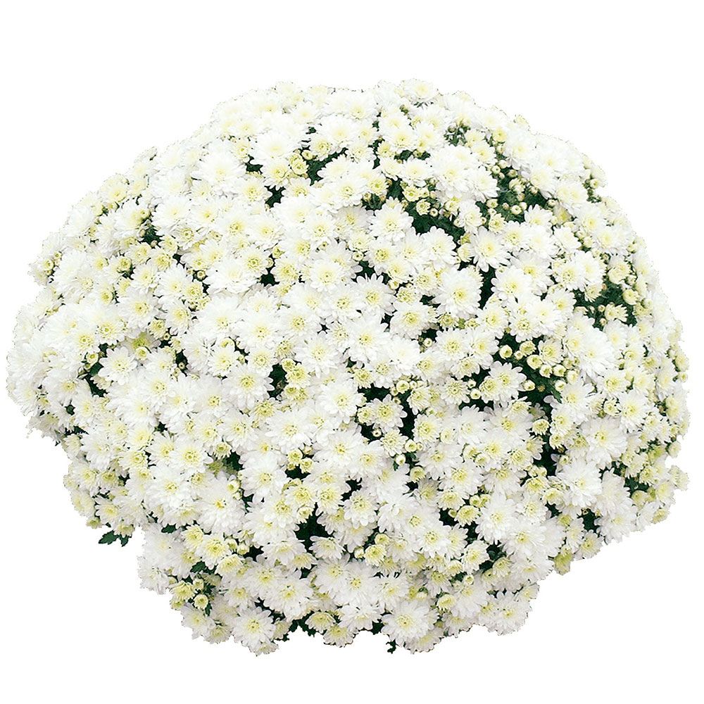 菊苗 ビッグドーム菊 ヴァン ダルザス ブラン外 送料無料