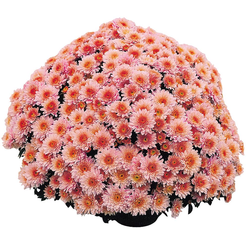 菊苗 ビッグドーム菊 エレファンティーン ローズ外 送料無料