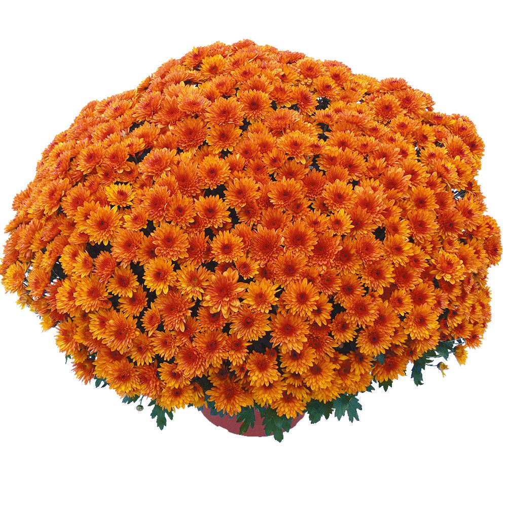 菊苗 ビッグドーム菊 エテ アンディアン外 送料無料