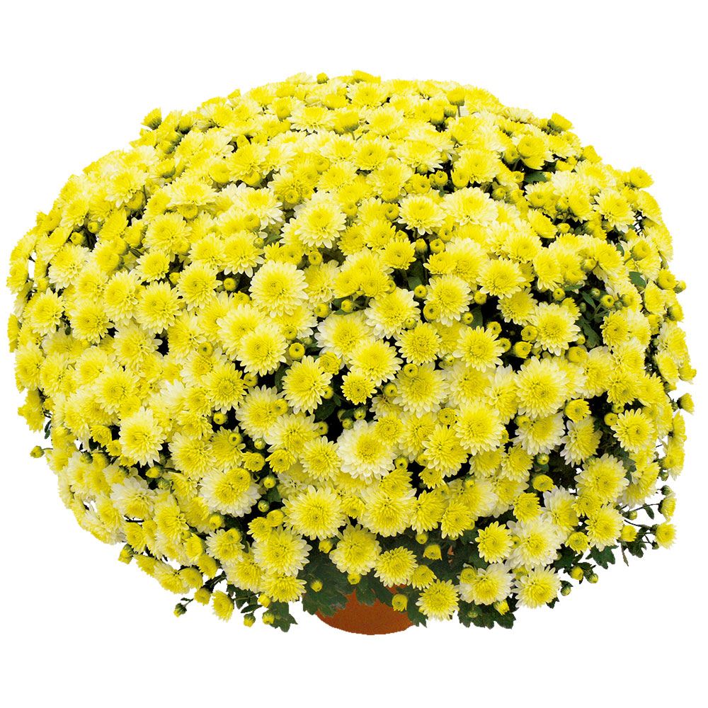 菊苗 ビッグドーム菊 ソラヤ外 送料無料