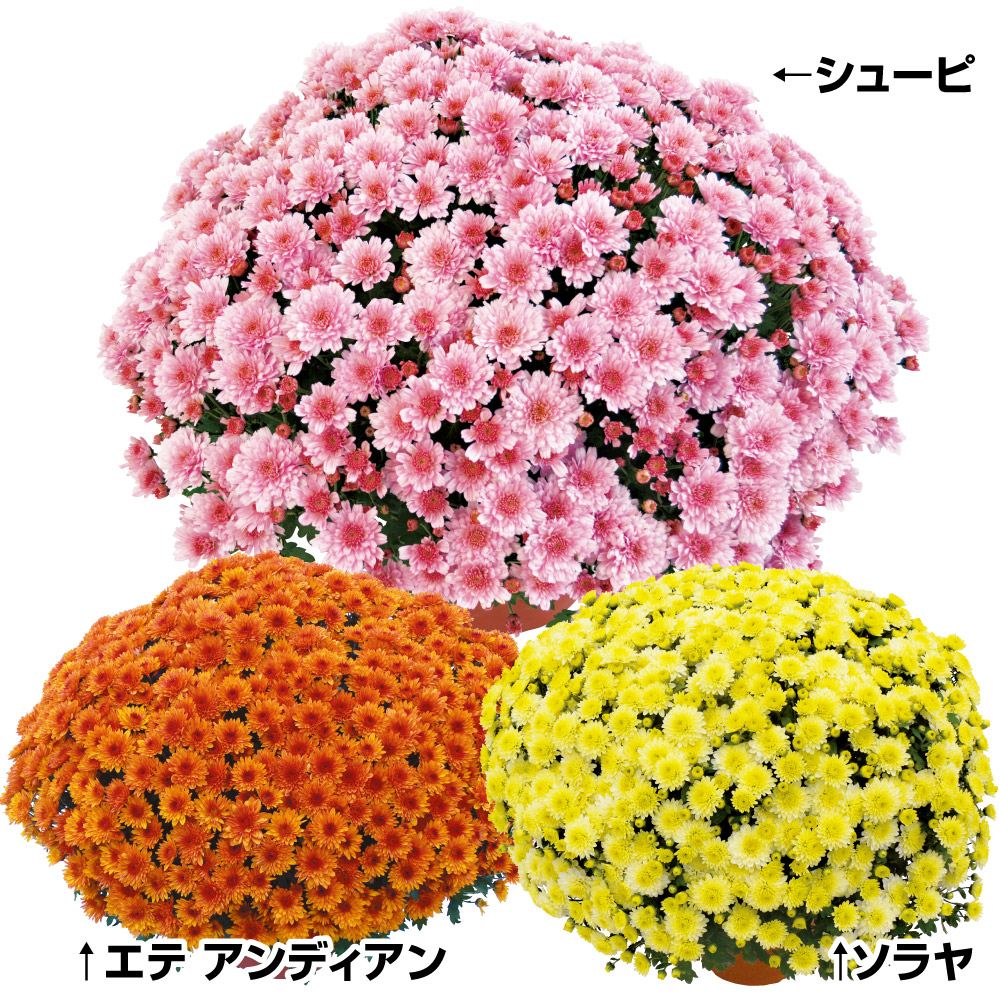 菊苗 ビッグドーム菊Aセット 3種3株 送料無料