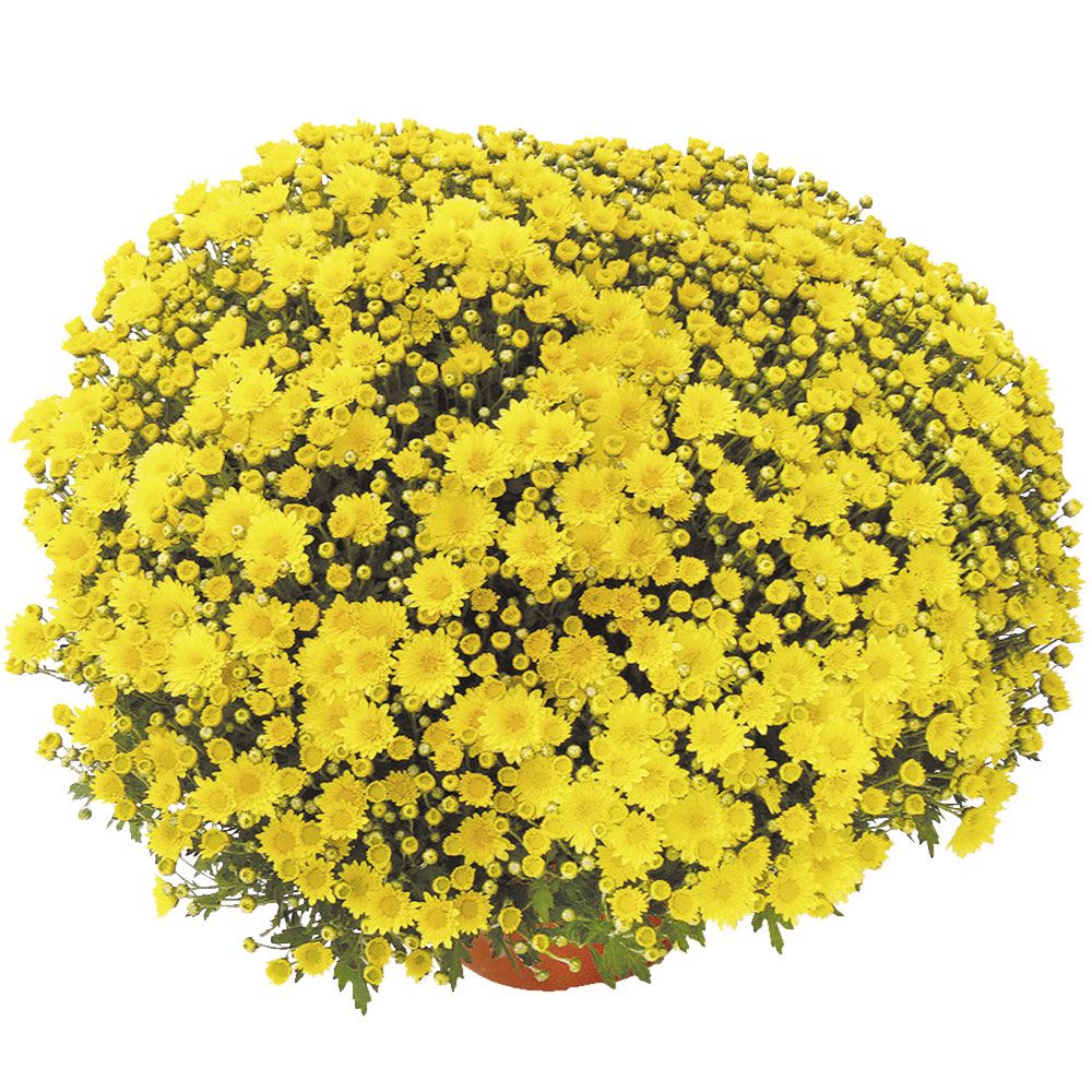 菊苗 早咲きビッグドーム菊 ボレアリ マイス外 送料無料