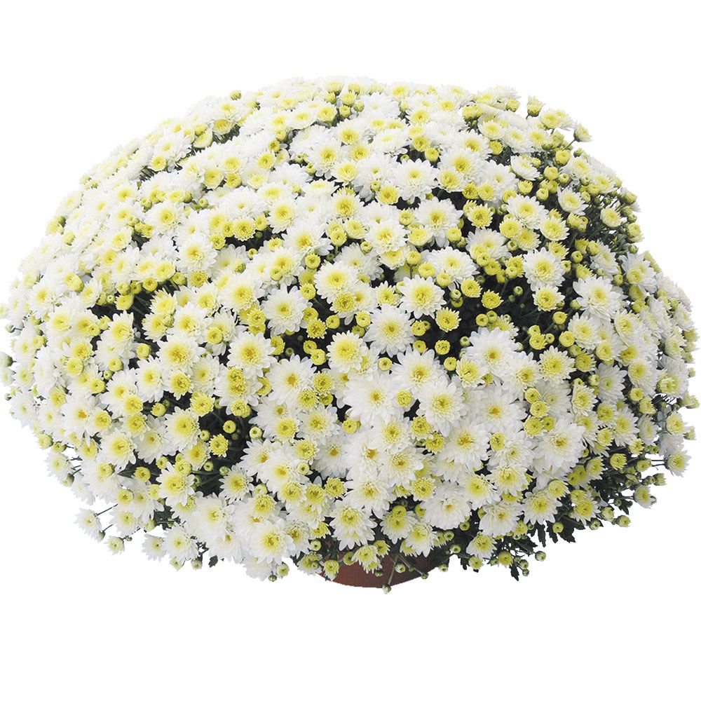 菊苗 早咲きビッグドーム菊 ボレアリ ココ外 送料無料