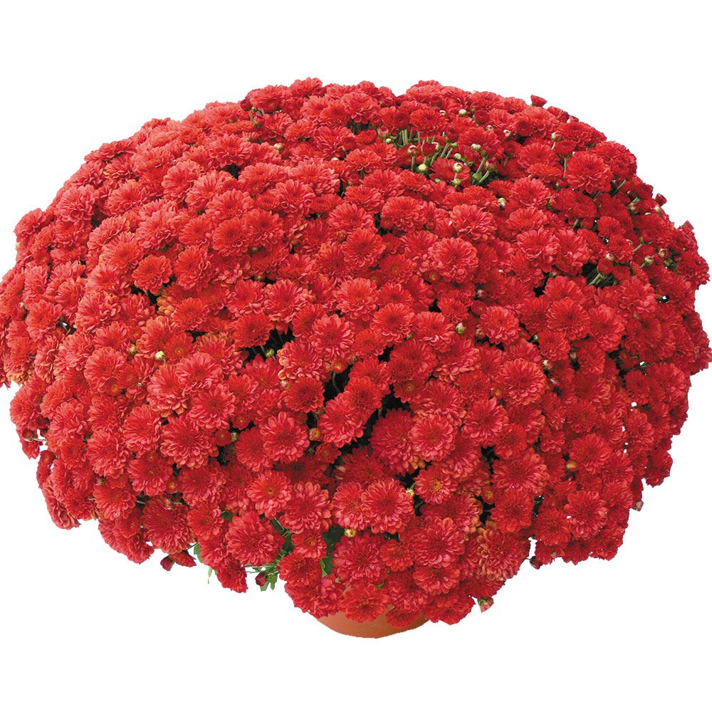 菊苗 早咲きビッグドーム菊 ボレアリ セレス外 送料無料