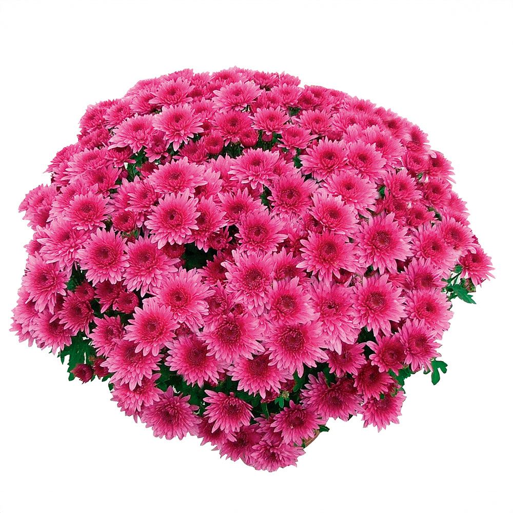 菊苗 ビッグドーム菊 ケール ドゥ モレーム モーヴ外 送料無料