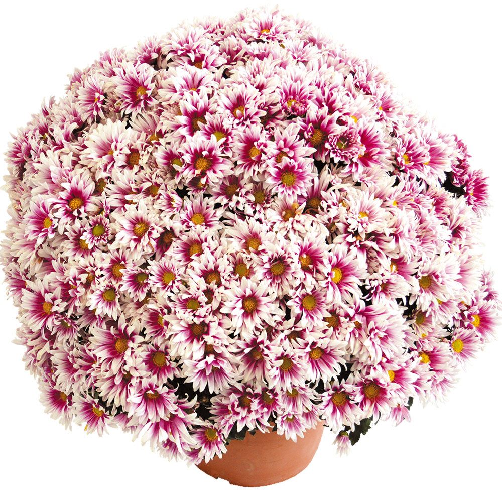 菊苗 ビッグドーム菊 ファンファンライト外 送料無料