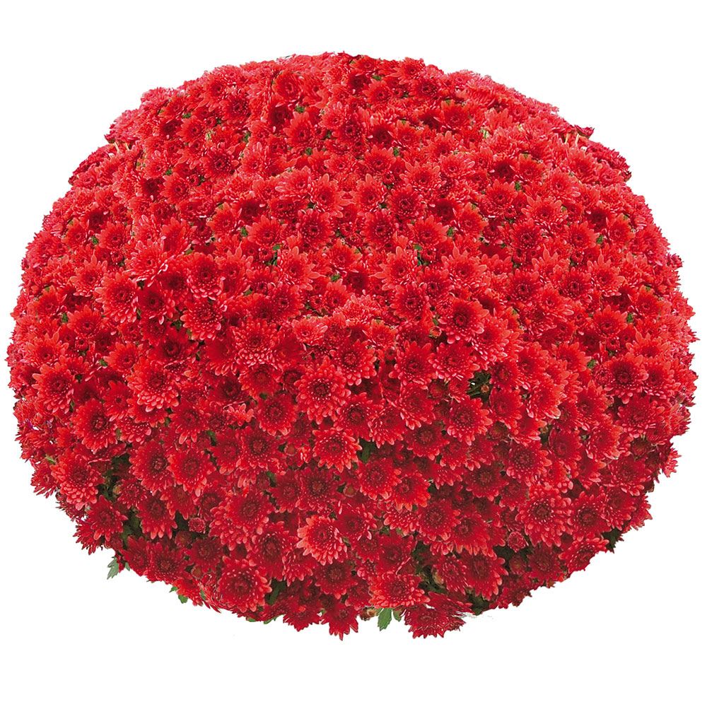 菊苗 ビッグドーム菊 ヴァン ド ボルドー外 送料無料