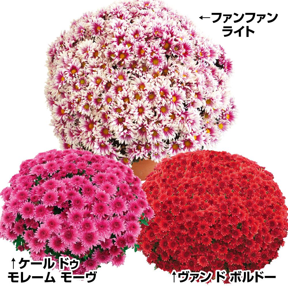 菊苗 ビッグドーム菊Cセット 3種3株 送料無料