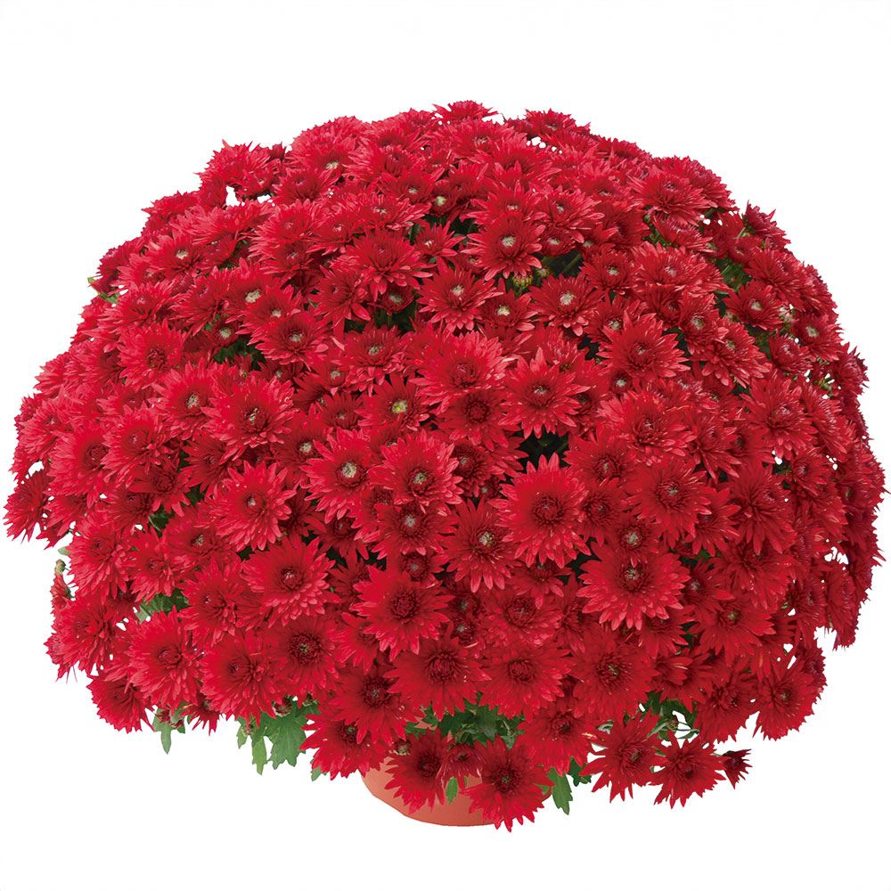 菊苗 ビッグドーム菊 ファキール ルージュ外 送料無料