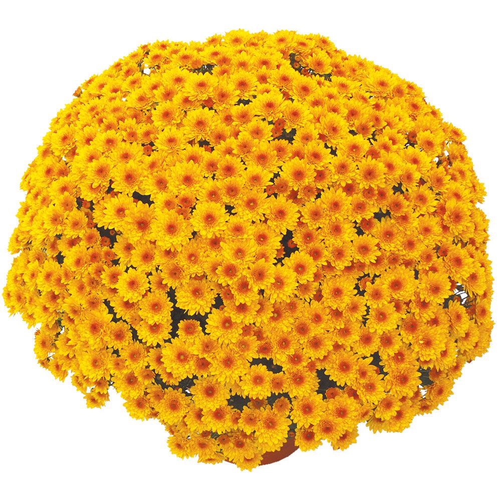 菊苗 ビッグドーム菊 ルガロ外 送料無料