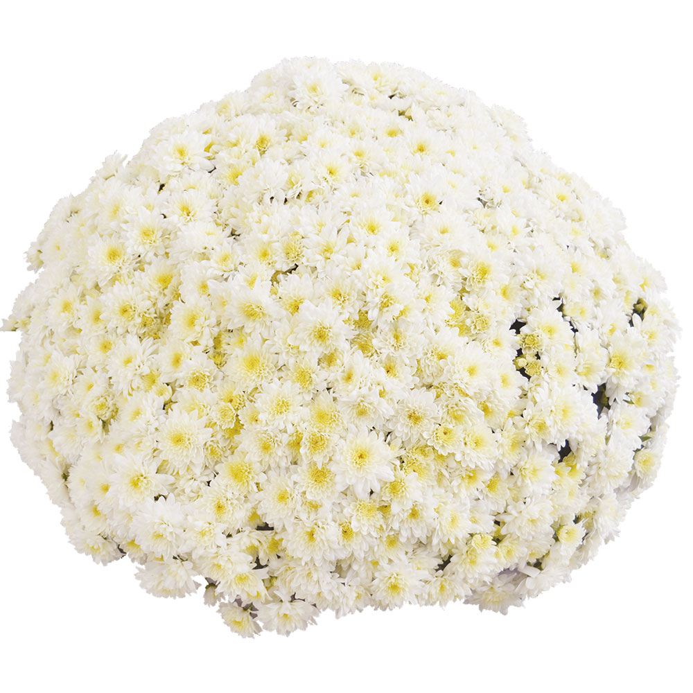 菊苗 ビッグドーム菊 マニフィカ ブラン ノール外 送料無料