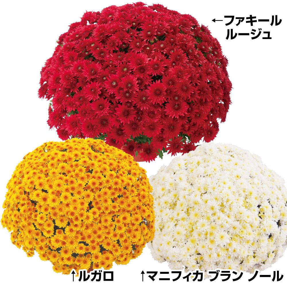 菊苗 ビッグドーム菊Dセット 3種3株 送料無料