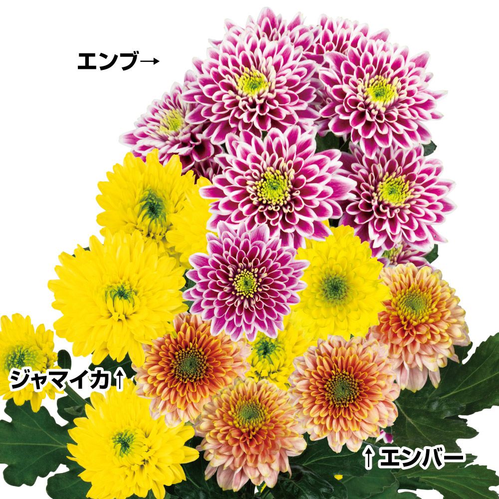 菊苗 爛漫デコラ菊セット 3種6株 送料無料