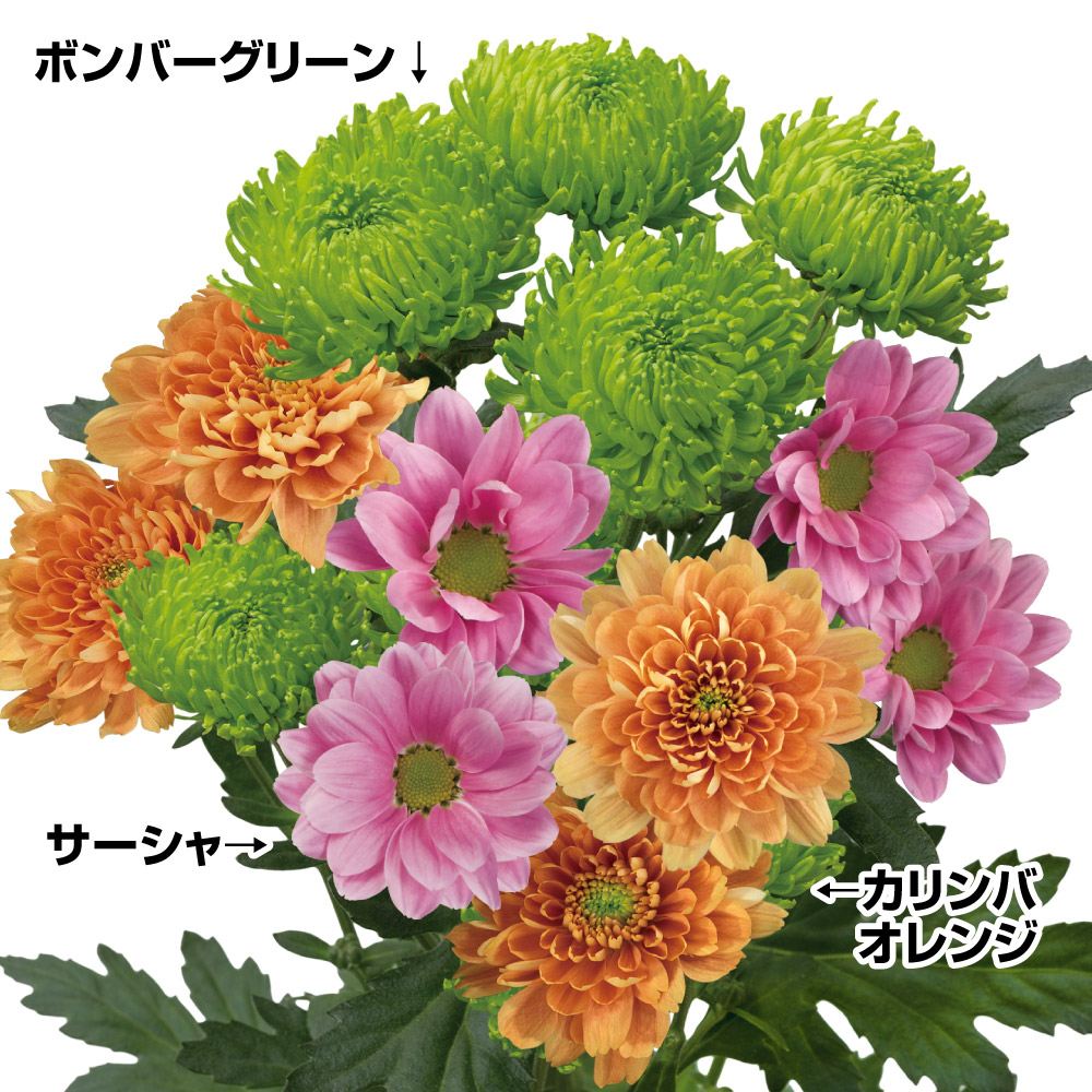菊苗 瑞祥切花向き菊セット 3種6株 送料無料