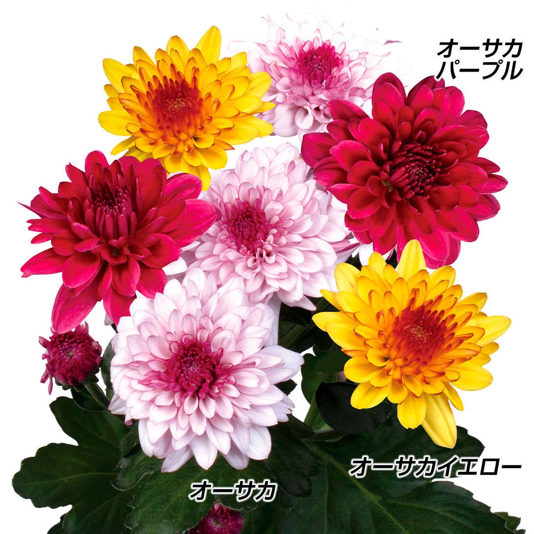 菊苗 オーサカスプレー菊セット 3種6株 送料無料