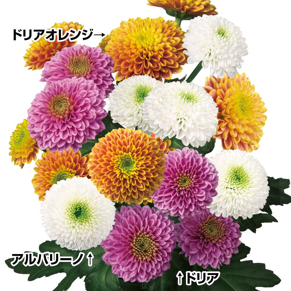 菊苗 福福ポンポン菊セット 3種6株 送料無料