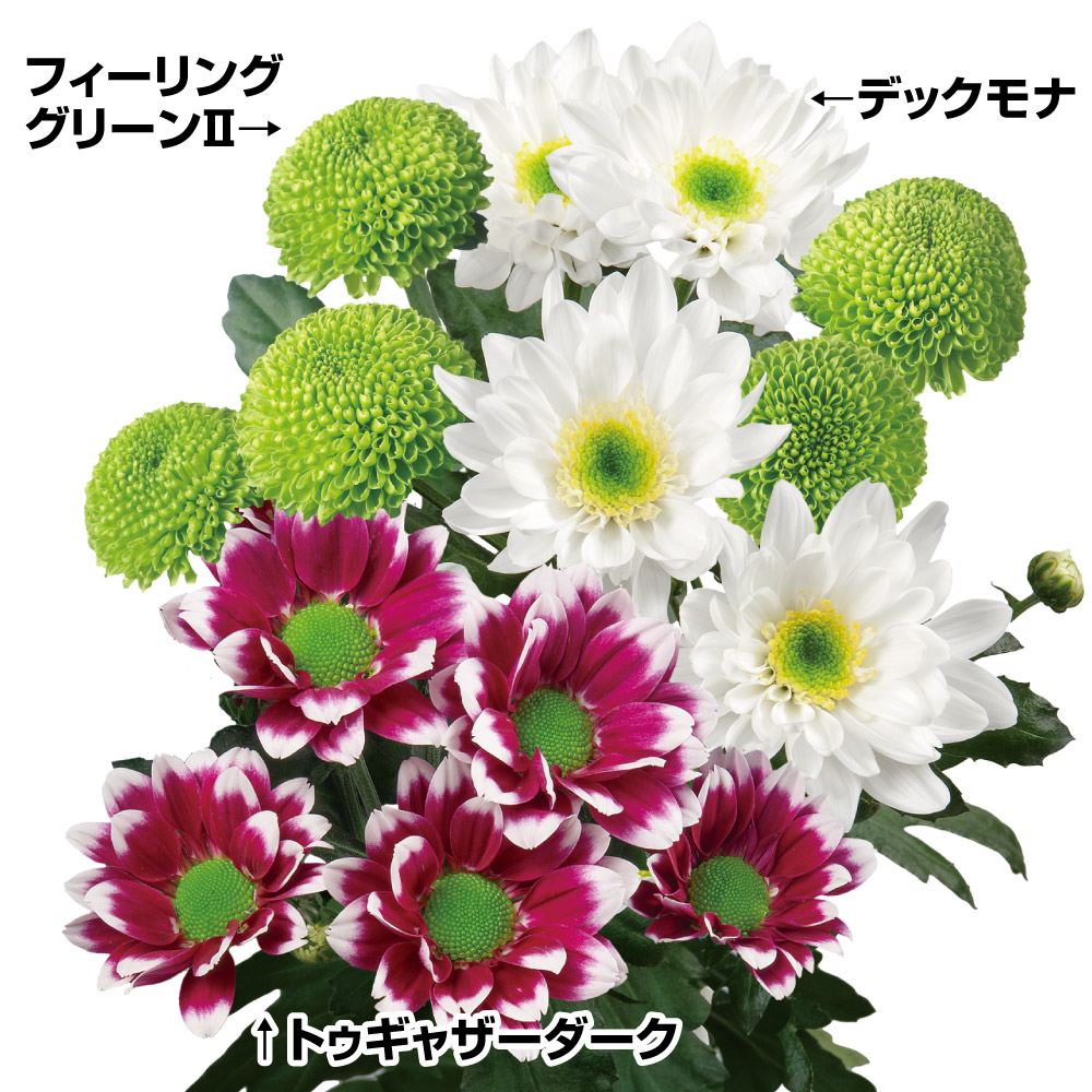 菊苗 美色スプレー菊セット 3種6株 送料無料