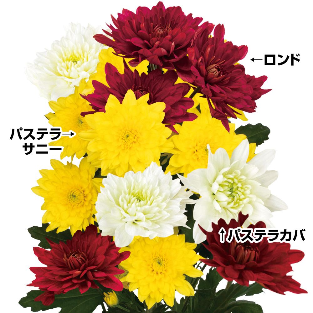 菊苗 至高のデコラ菊セット 3種6株 送料無料