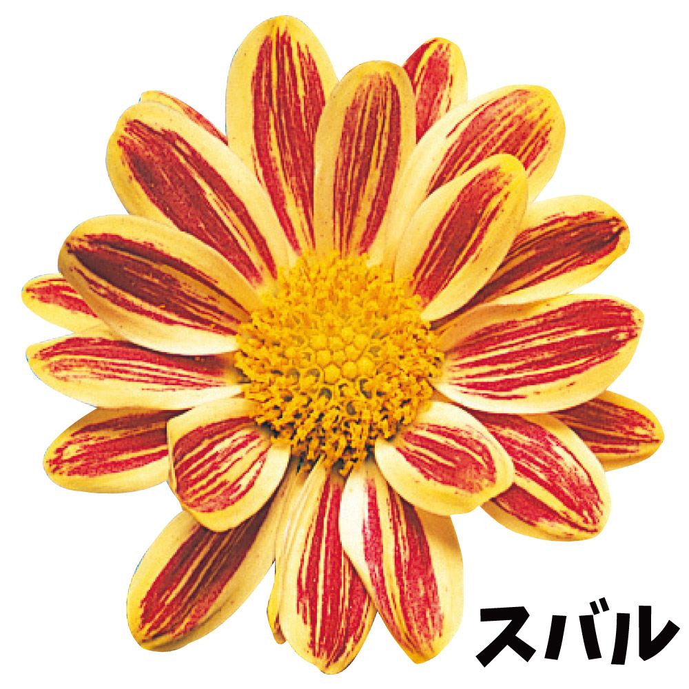 菊苗 小菊 星の子菊 スバル 1株