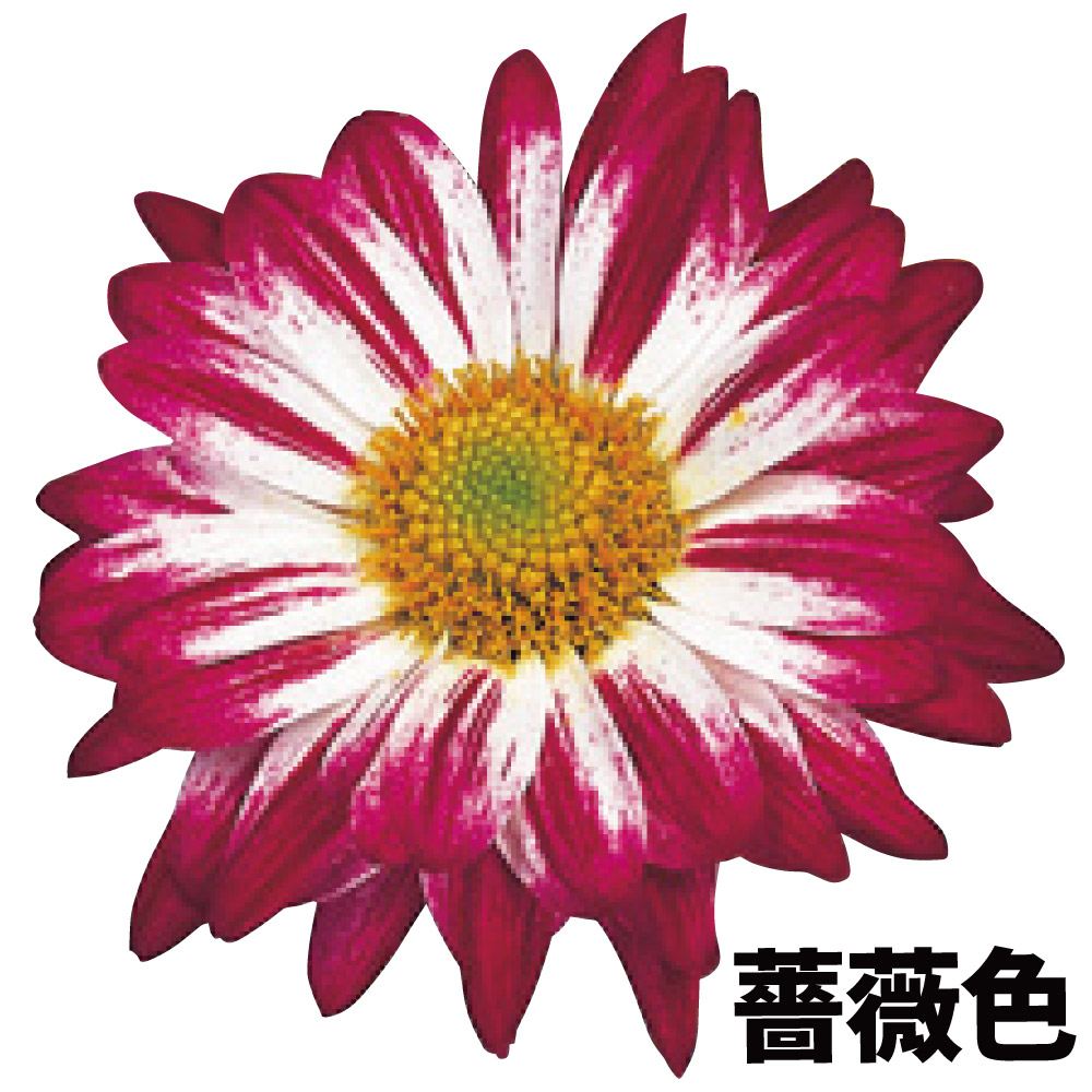 菊苗 小菊 星の子菊 薔薇色 1株